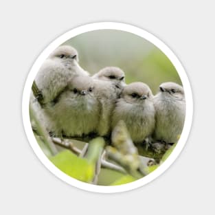 Heartwarming Family Portrait: Five Bushtit Songbird Brothers Magnet